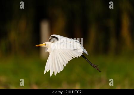 C'est une image de l'oiseau aigrette de bétail indien en vol Banque D'Images