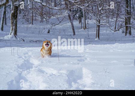 Le chien japonais Shiba Inu joue dans la neige en hiver. Banque D'Images