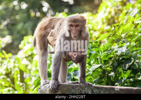 Mère Rhesus macaque avec bébé au Temple de singe de Swayambhunath à Katmandou Banque D'Images