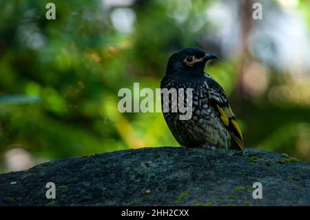 Sydney Australie, honeyeater, un régent en danger critique perché sur le rocher Banque D'Images