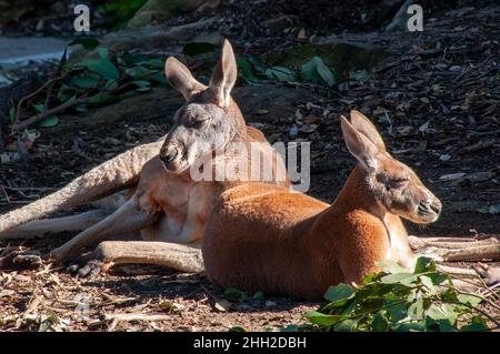 Sydney Australie, kangourous rouges mâles se détendant au soleil Banque D'Images