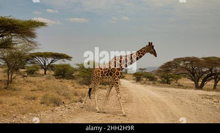 Une girafe réticulée, Giraffa camelopardalis reticulata, traverse une route de gravier. Banque D'Images