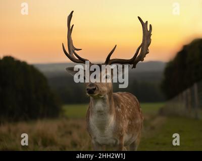 Cerf de barrage eurasien avec bois de palmate ramifié, avec un manteau brun rougeâtre à pois blancs au coucher du soleil Banque D'Images