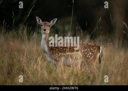 cerf de virginie femelle dans la forêt Banque D'Images