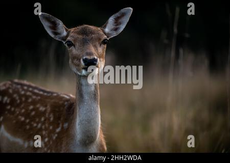 cerf de virginie femelle dans la forêt Banque D'Images