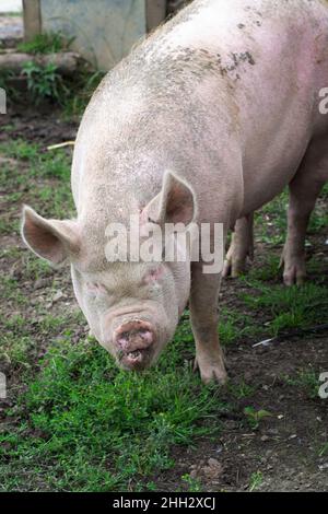 Pig dans une petite ferme, Royaume-Uni Banque D'Images