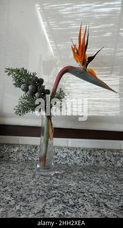 Strelizia et sapin brindilles dans un grand vase en verre mince contre un rideau dessiné Banque D'Images