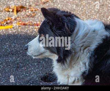 Dale-chan la frontière collie prendre un repos dans l'ombre après avoir chassant les vagues vers le haut et le bas de la plage. Banque D'Images