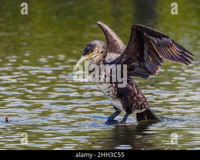 cormorant dessèchant ses ailes étirées au soleil Banque D'Images