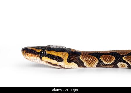 Plan de tête de bébé Ballpython ou serpent Python Regius, isolé sur fond blanc.Des couleurs presque dorées et un motif magnifique. Banque D'Images