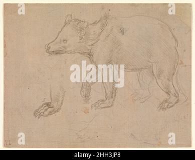 A Bear Walking ca.1482–85 Leonardo da Vinci Italien les nombreux dessins et carnets de Léonard de Vinci enregistrent son observation enthousiaste et infatigable de tous les aspects du monde naturel.Il a probablement tiré cette étude de la vie et sa compréhension anatomique de l'animal peut avoir été facilitée par ses dissections d'ours.La fiche porte sur un groupe d'études d'ours que Leonardo a probablement produites pour son traité anatomique planifié, sur lequel il a écrit :« Je vais expliquer les mains de chaque animal pour montrer de quelle manière ils varient, comme dans l'ours qui a les ligatures des orteils joints au-dessus de la dedans Banque D'Images