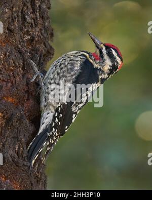 Sapsucker à naped rouge (Sphyrapicus nuchalis) Comté de Sacramento Californie États-Unis Banque D'Images