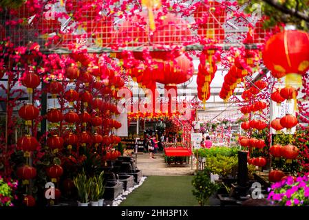 Kuala Lumpur, Malaisie.23rd janvier 2022.Les gens achètent des usines pour le nouvel an chinois dans une usine près de Kuala Lumpur, Malaisie, 23 janvier 2022.Les gens décorent leurs maisons avec des plantes et des fleurs, ainsi que des décorations traditionnelles telles que des lanternes rouges et des couplets comme le nouvel an chinois attire plus près.Credit: Zhu Wei/Xinhua/Alay Live News Banque D'Images