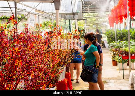 Kuala Lumpur, Malaisie.23rd janvier 2022.Les gens achètent des usines pour le nouvel an chinois dans une usine près de Kuala Lumpur, Malaisie, 23 janvier 2022.Les gens décorent leurs maisons avec des plantes et des fleurs, ainsi que des décorations traditionnelles telles que des lanternes rouges et des couplets comme le nouvel an chinois attire plus près.Credit: Zhu Wei/Xinhua/Alay Live News Banque D'Images