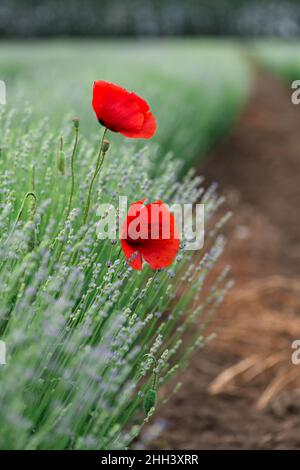 Image verticale des coquelicots sauvages et de la lavande en pleine floraison sur le terrain par temps ensoleillé - mise au point sélective Banque D'Images
