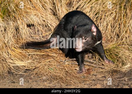 Diable de Tasmanie debout dans une herbe jaune par beau temps.Sarcophilus harrisii. Banque D'Images