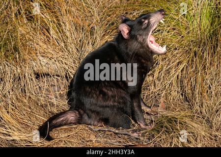 Diable de Tasmanie en herbe jaune à bouche ouverte Sarcophilus harrisii Banque D'Images