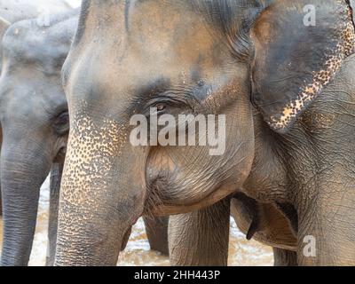 Chefs d'éléphants prenant un bain à la rivière Maha Oya à Pinnawala, Sri Lanka Banque D'Images