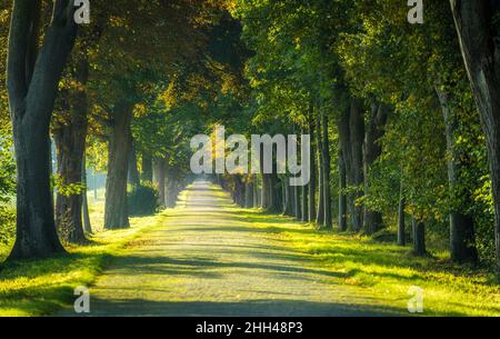 Ruelle bordée d'arbres près d'Anklam dans le Mecklembourg-Poméranie occidentale, Allemagne Banque D'Images