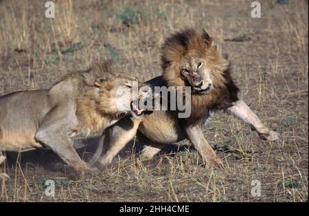 Deux lions d'Afrique mâles (Panthera leo) se battent pour de la nourriture dans la réserve nationale de Maasi Mara, au Kenya Banque D'Images