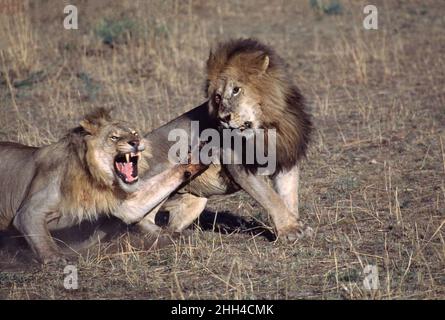 Deux lions d'Afrique mâles (Panthera leo) se battent pour de la nourriture dans la réserve nationale de Maasi Mara, au Kenya Banque D'Images