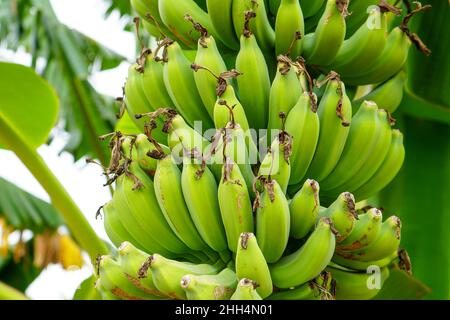 Les bananiers et leurs fruits verts prospèrent.Une banane est un fruit allongé et comestible – botaniquement une baie – produit par plusieurs sortes de grands. Banque D'Images