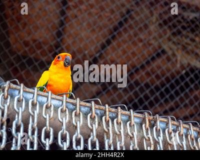 Un oiseau perroquet de soleil se tenant sur des chaînes porte dans la cage au zoo avec espace de copie. Banque D'Images