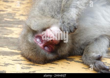 Un singe-neige (macaque) prenant une sieste l'après-midi au Parc des singes Jigokudani 地獄谷野猿公苑, Yamanouchi, Nagano, Japon. Banque D'Images