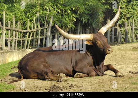 Bovins Watusi - bovins Tutsi - bovins Sanga - Ankole Longhorn CattleBos (taurus watusi - Bos taurus primigenius) taureau couché sur le sol Banque D'Images