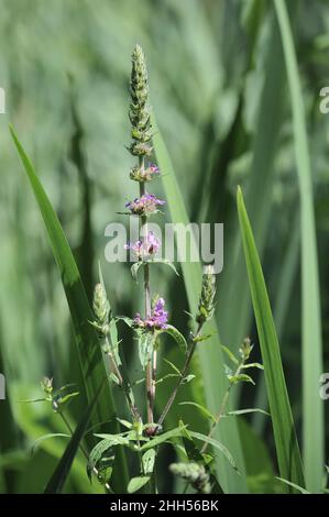 Le Loosestrife violet (Lythrum salicaria) fleurit au bord de l'eau en été en Belgique Banque D'Images