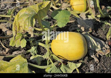 Colocynth - melon de désert - concombre amer - vigne de Sodome (Citrullus colocynthis) croissant dans un jardin de cuisine Belgique Banque D'Images