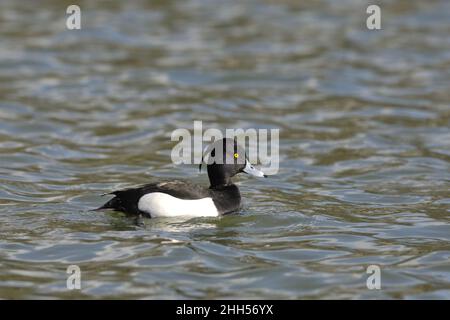 Canard touffeté - pommier touffeté (Aythya fuligula) mâle nageant au printemps de la Belgique Banque D'Images