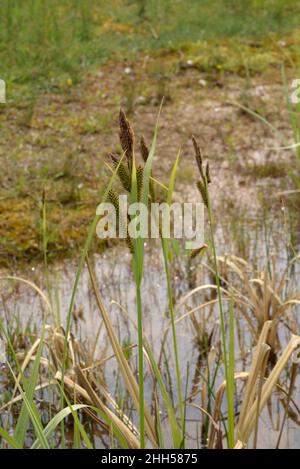 Grand étang-perge, Carex riparia Banque D'Images