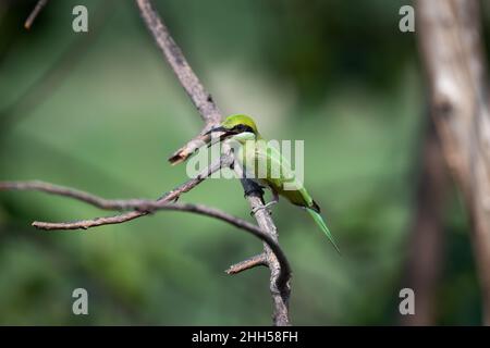 L'abeille verte est assise sur la branche en Inde Banque D'Images