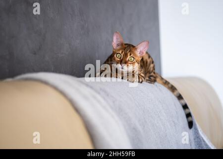 Le chat Bengale se trouve sur un fauteuil en cuir clair Banque D'Images