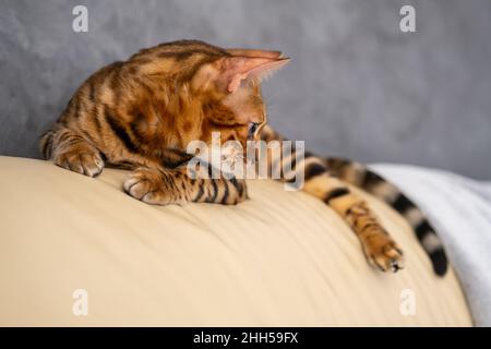 Le chat Bengale se trouve sur un fauteuil en cuir clair Banque D'Images