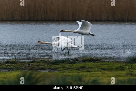 Une paire de Cygnes silencieux, Cygne muet, Cygnus olor dans un vol au-dessus de l'eau Banque D'Images