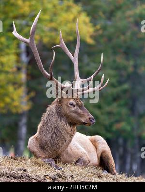 Le mâle wapiti-taureau repose sur le foin avec un arrière-plan de forêt flou dans son environnement et son habitat, affichant de grands bois et une fourrure de manteau brun.Image Red Deer Banque D'Images