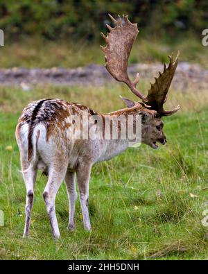 Vue arrière du profil en gros plan du cerf dans le champ avec un arrière-plan de forêt flou affichant les bois dans son environnement et son habitat .Cerf en jachère. Banque D'Images