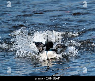 Loon vue rapprochée de l'avant avec des éclaboussures d'eau dans son environnement humide et son habitat avec un fond bleu flou. Image des terres humides de Loon. Banque D'Images