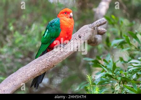 Percement du perroquet royal australien (Aosterus scapularis) sur une branche d'arbre Banque D'Images