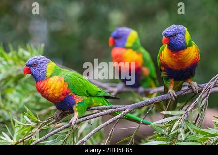 Trois Lorikeets arc-en-ciel (Trichoglossus moluccanus) perçant sur la branche d'arbre Banque D'Images