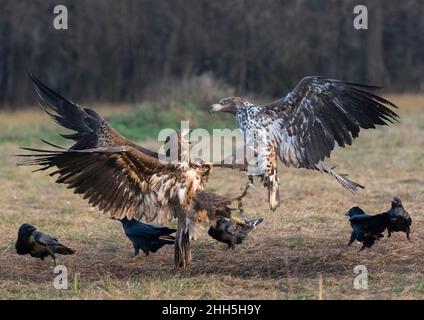 Deux aigles à queue blanche (Haliaeetus albicilla) se battant entre autres oiseaux Banque D'Images