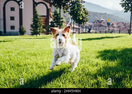 Chien de Jack Russell Terrier qui court sur la pelouse par beau temps Banque D'Images