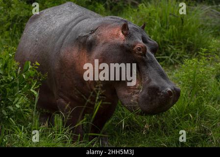 Un taureau d'hippopotame avec de l'herbe dans l'eau est bouche à oreille Banque D'Images