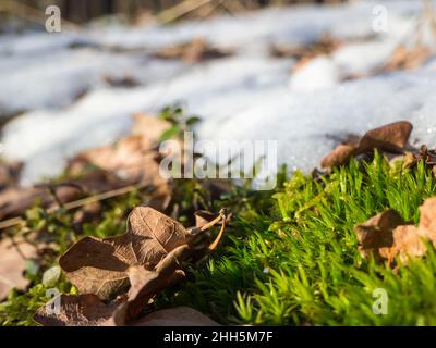 Feuilles tombées sur de la mousse enneigée Banque D'Images