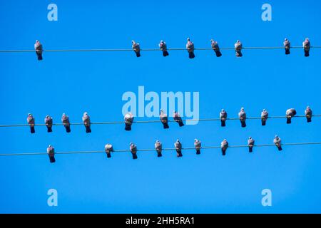 Un troupeau de pigeons qui perce sur des lignes électriques contre un ciel bleu clair Banque D'Images