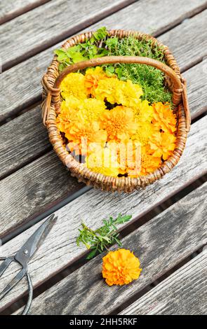 Ciseaux et panier en osier rempli d'herbes et de têtes de marigolds fleuris Banque D'Images