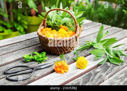 Ciseaux et panier en osier rempli d'herbes et de têtes de marigolds fleuris Banque D'Images