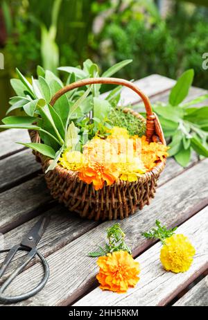 Ciseaux et panier en osier rempli d'herbes et de têtes de marigolds fleuris Banque D'Images